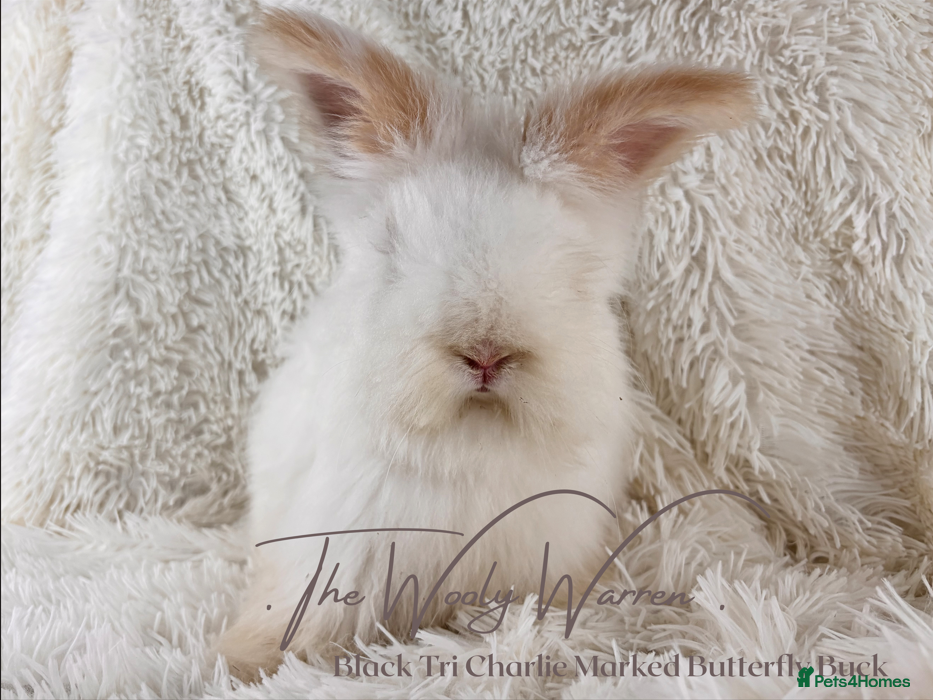 Angora rabbits for sale: Fully Vaccinated Pedigree Angoras - Advert 1