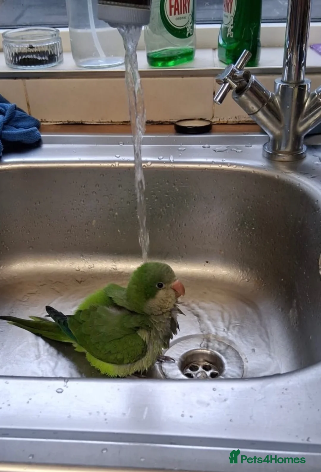 Parrots birds for sale: Female green quaker in Neath - Advert 2