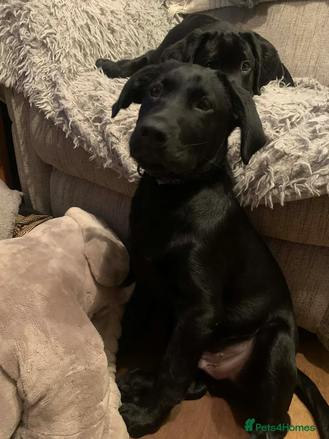 Labrador Retriever dogs for sale: 3 lab pups in Gillingham - Advert 3