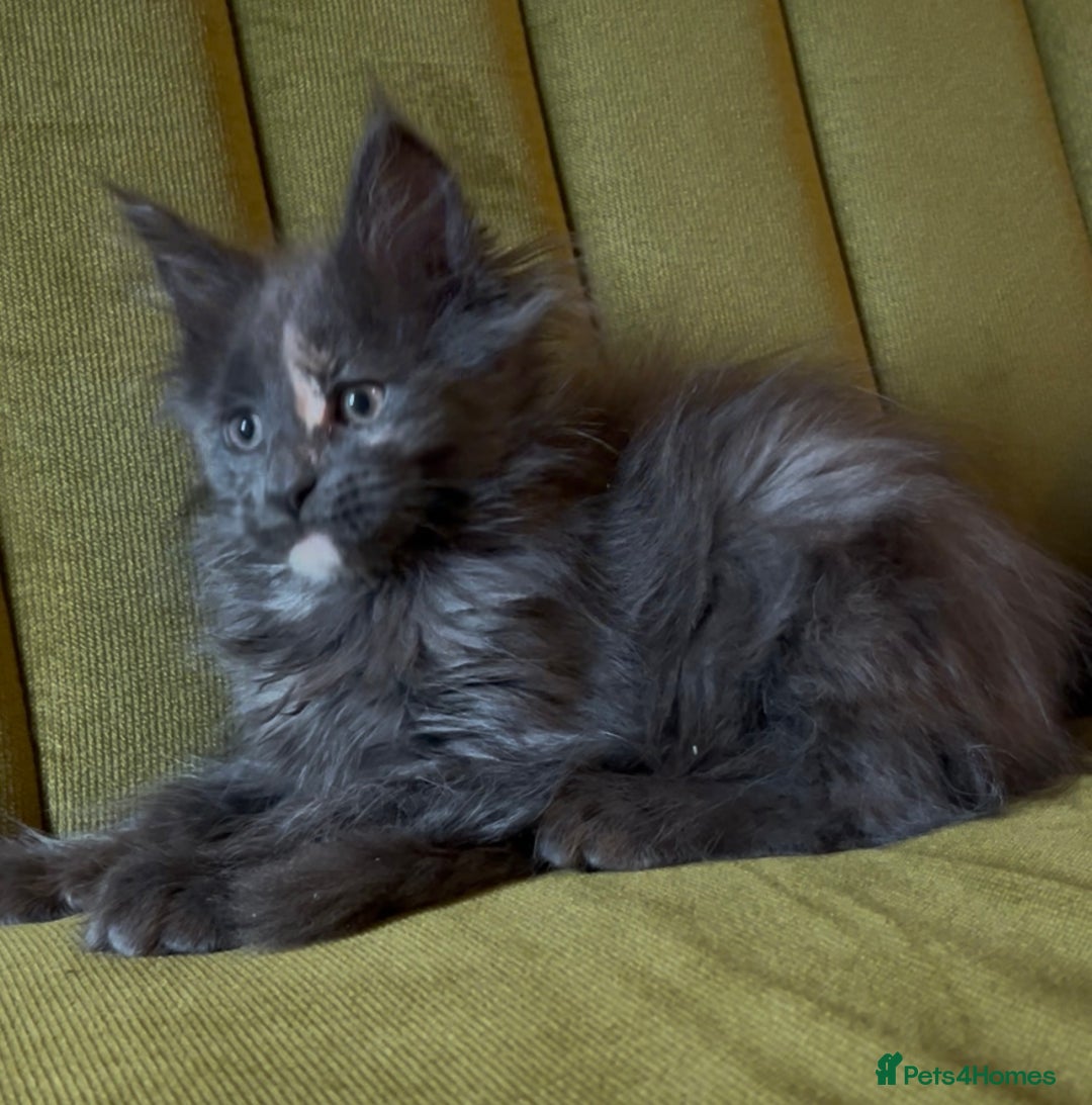 Maine Coon cats for sale: Maine Coon girls READY NOW Russian sired  - Image 19