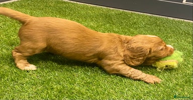 Cocker Spaniel dogs - Advert 3
