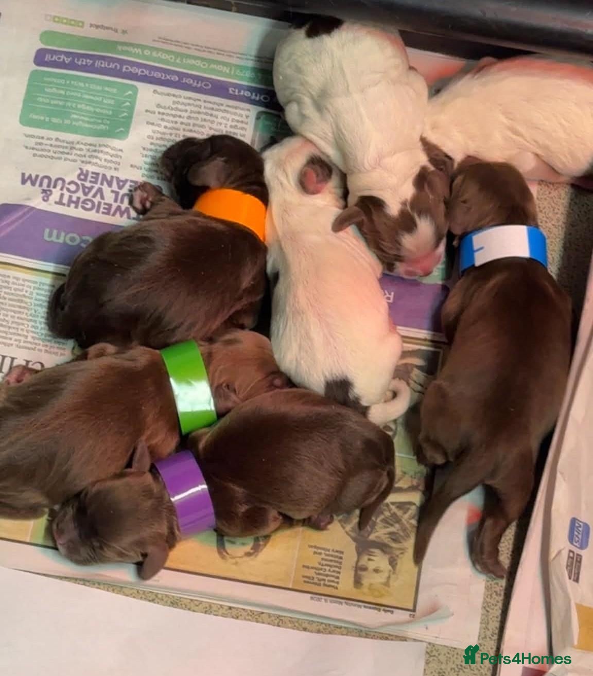Cocker Spaniel dogs for sale: Willow's puppies born 23rd. working cocker spaniel - Advert 12