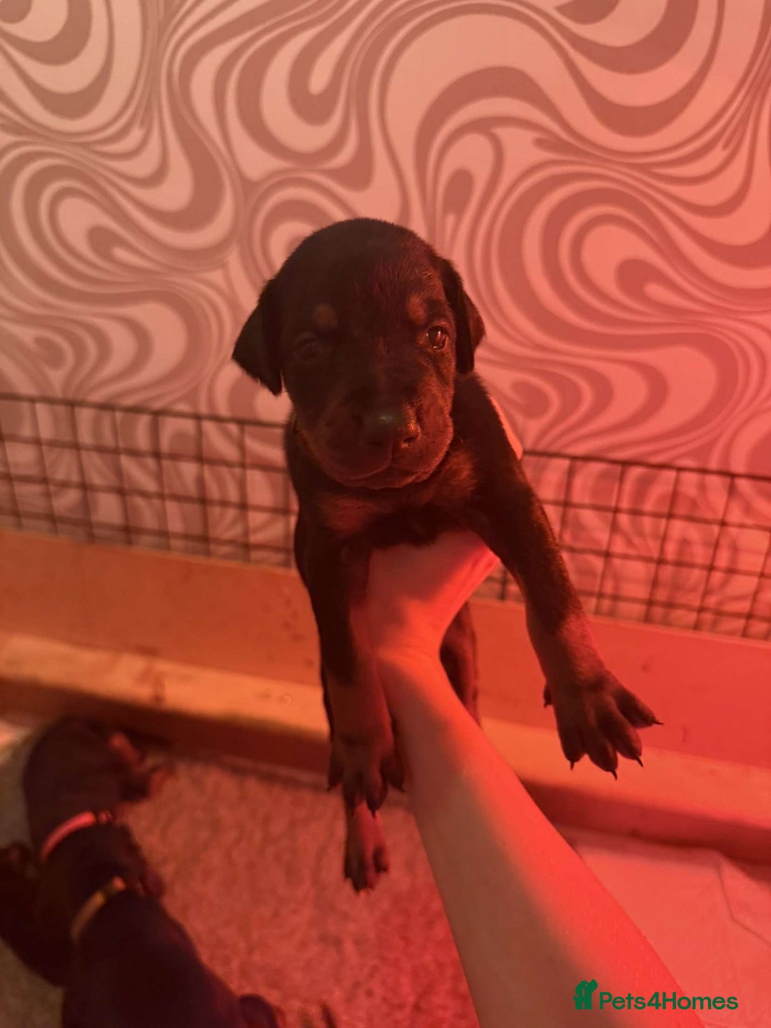 Dobermann dogs for sale: ⭐️DOBERMAN🐾PUPPIES⭐️🐶AVAILABLE🐾MID🐾SEPTEMBER🐶 - Image 16