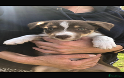 Border Collie dogs for sale: Border collie puppies ** Ready to Leave ** - Image 2