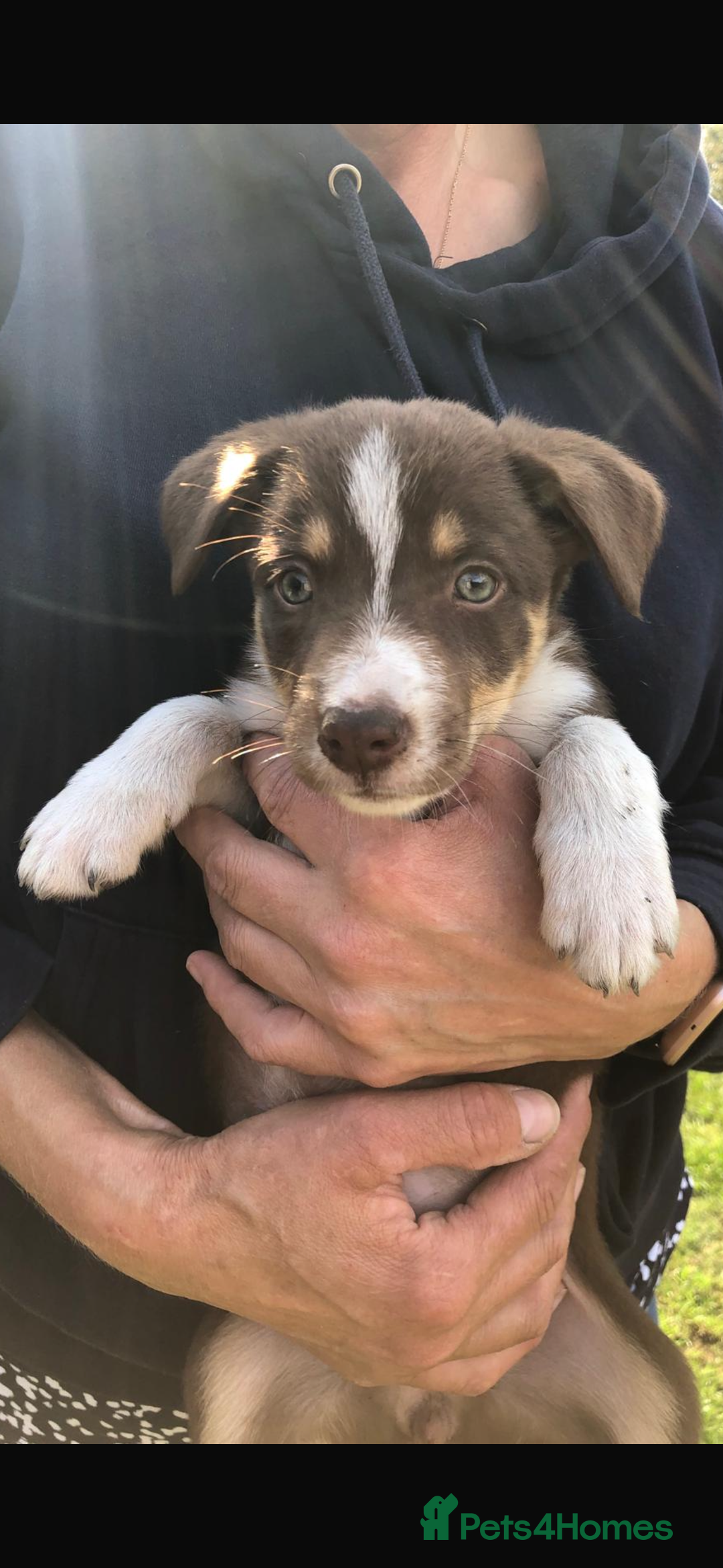 Border Collie dogs for sale: Border collie puppies ** Ready to Leave ** - Image 2
