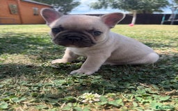 French Bulldog dogs for sale: 🐾 Beautiful French Bulldog Puppies 🐶 - Image 11