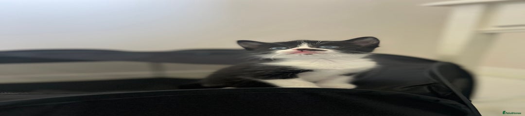 Banjo