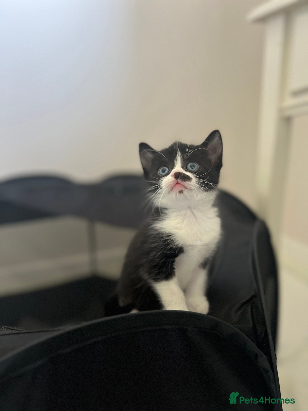 Domestic Shorthair cats for sale: Meet the Bean Salad – Our Little Litter! - Image 3