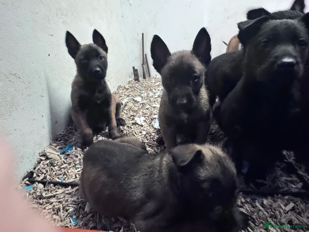 Belgian Shepherd Dog dogs for sale: Belgium Shepherd - Advert 12