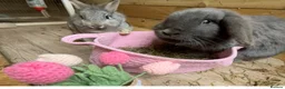 English Lop rabbits for sale: Two beautiful rabbits looking for a new home  in Tamworth - Advert 1