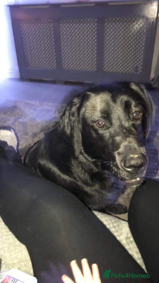 Springador dogs Labrador X Springer  - Advert 2
