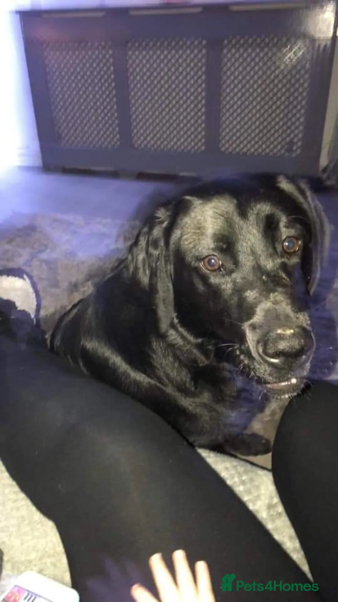 Springador dogs for sale: Labrador X Springer  in Telford - Advert 1