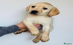 Labrador Retriever dogs for sale: Labrador Puppies  - Image 6