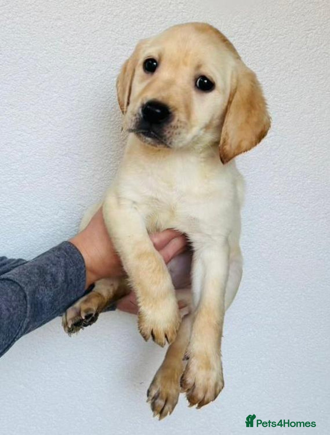 Labrador Retriever dogs for sale: Labrador Puppies  - Image 6
