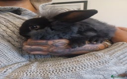 Mini Lion Lop rabbits for sale: Mini lop X mini lion head  - Image 16