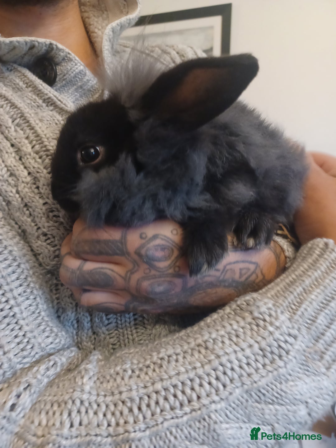 Mini Lion Lop rabbits for sale: Mini lop X mini lion head  - Image 16