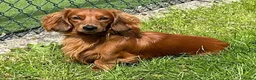 Dachshund dogs for sale: 2 Gorgeous Dachshund Girls - Advert 3