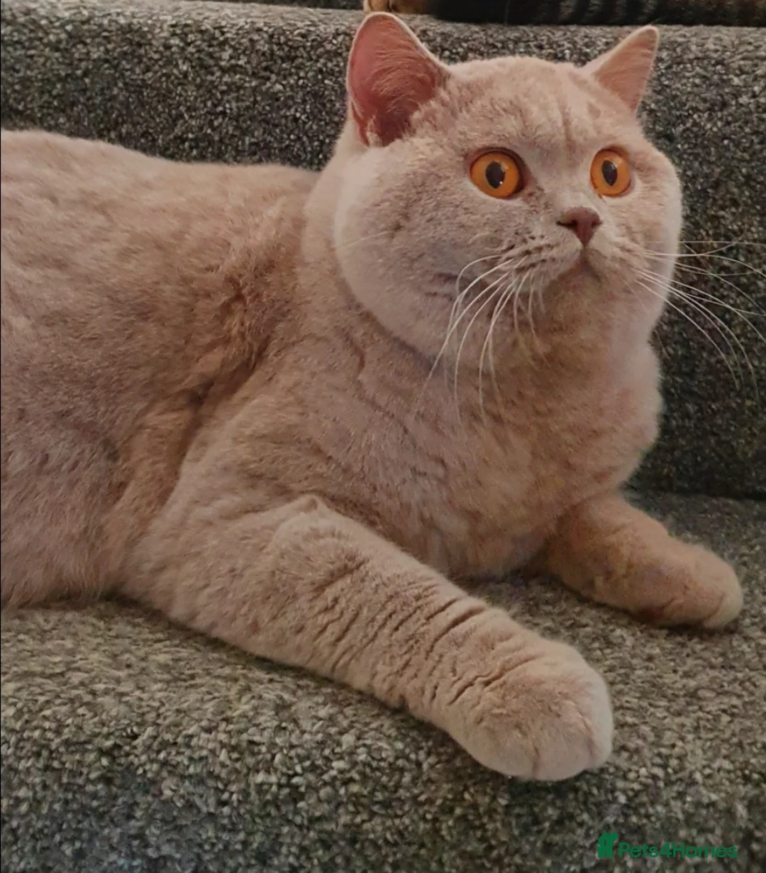 British Shorthair cats for stud: GCCF Grand Champion British shorthair stud in Wolverhampton - Advert 5