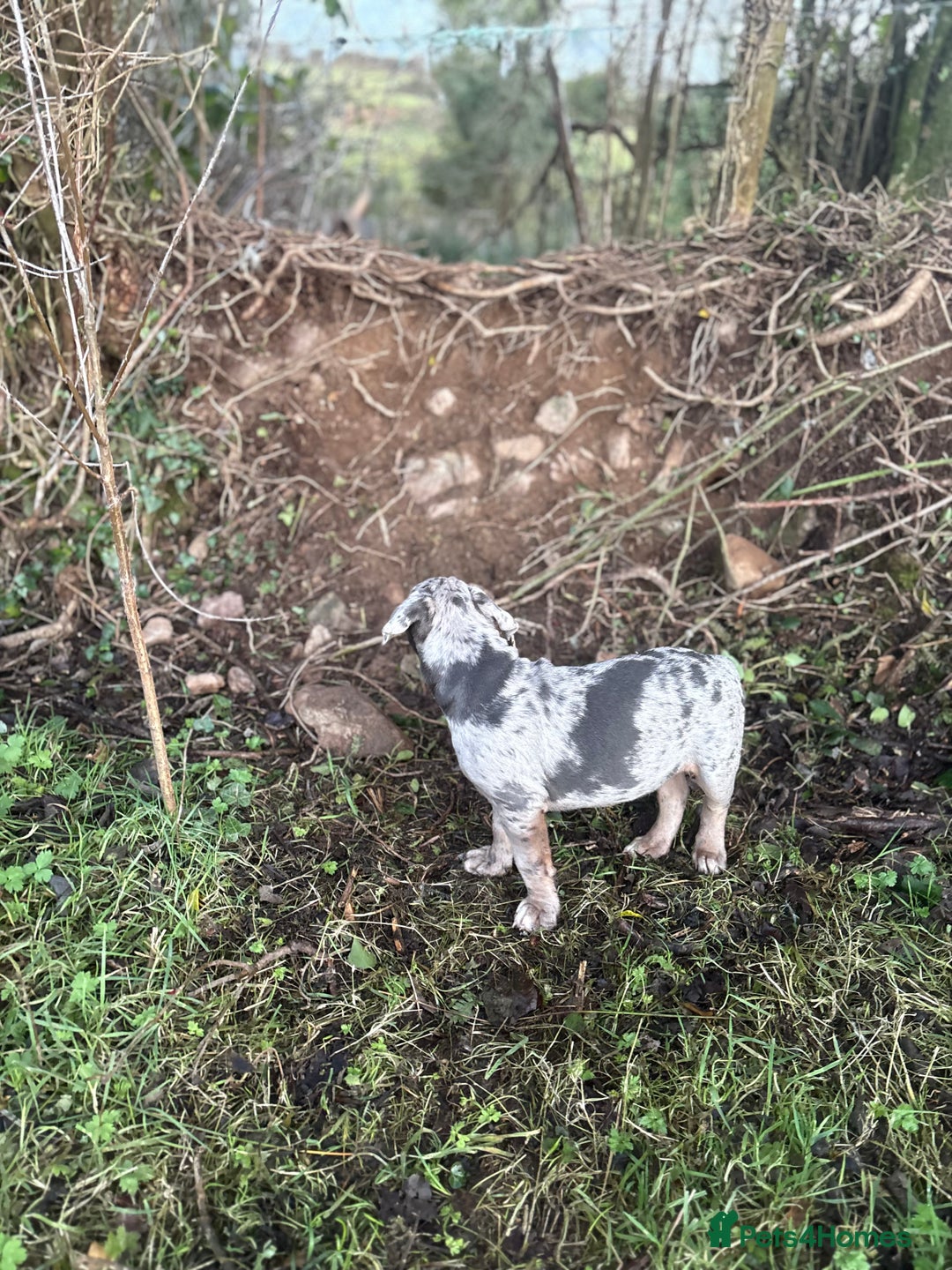 Olde English Bulldogge dogs for sale: 3 male puppy Olde English Bulldogges left - Advert 29
