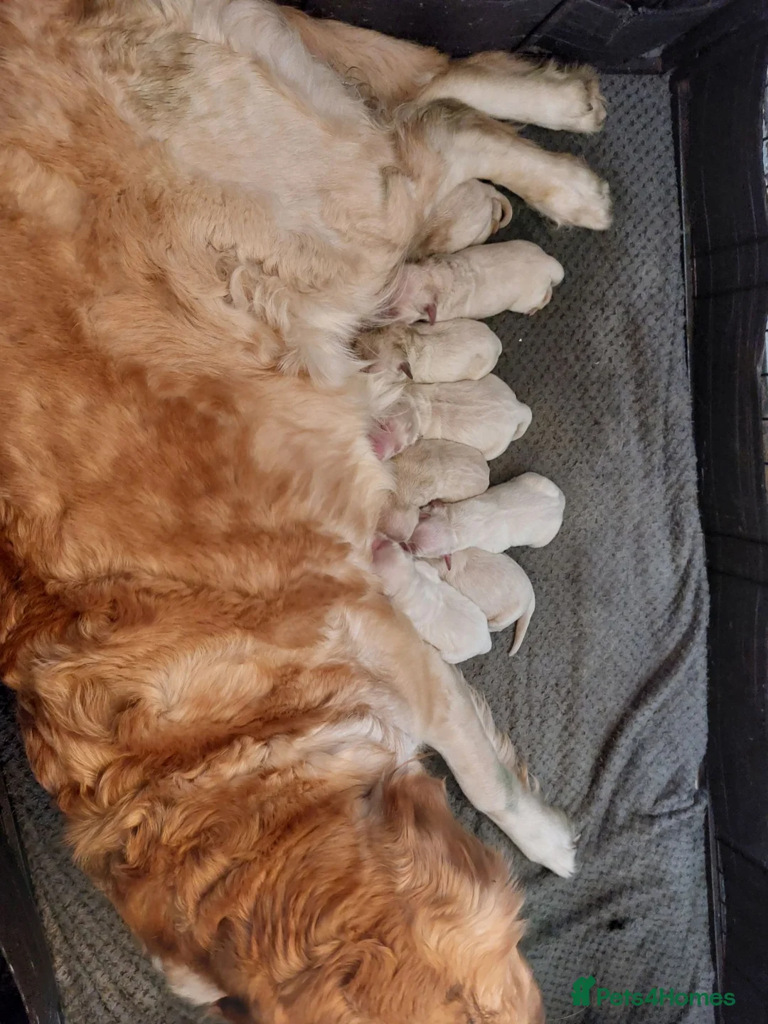 Golden Retriever dogs for sale: Gorgeous Golden Retriever Puppies KC Reg  - Advert 2
