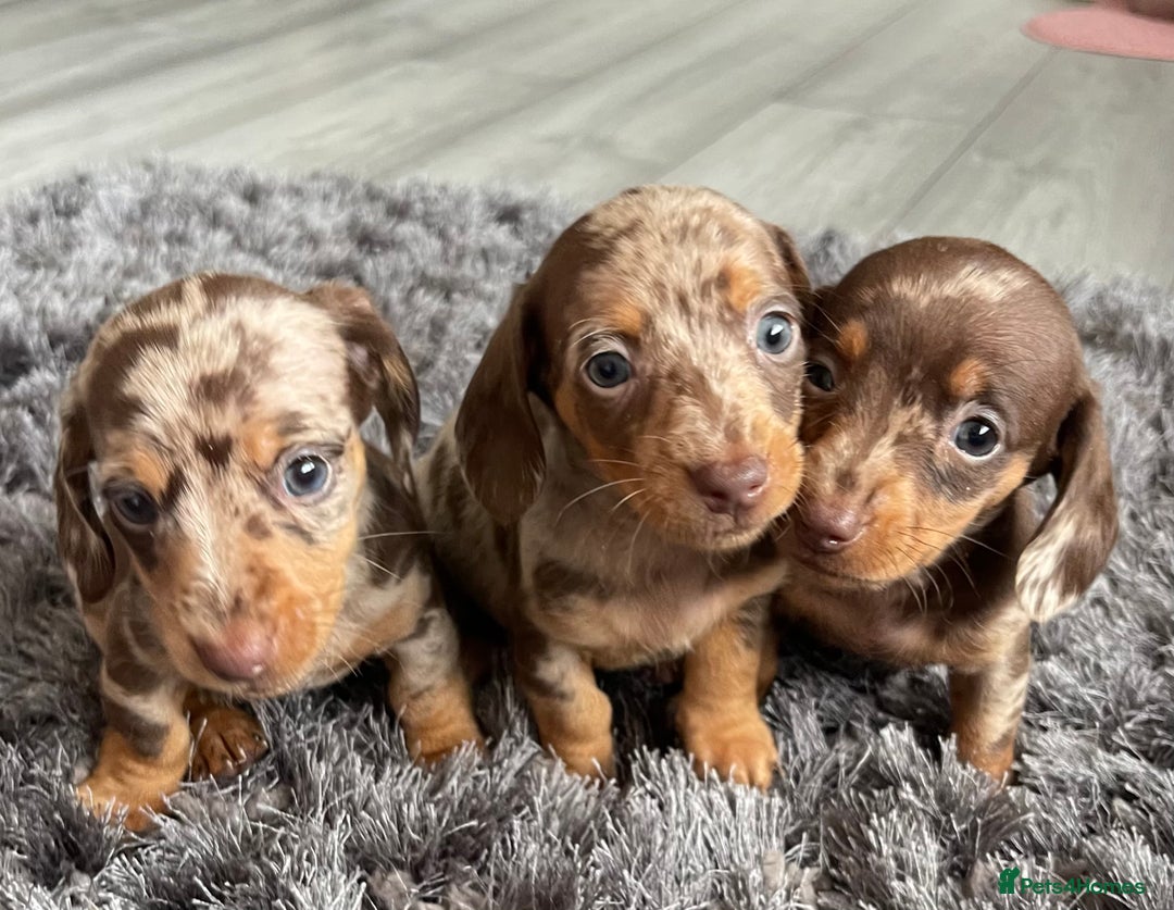 Dachshund dogs for sale: Miniature dachshund  - Image 5