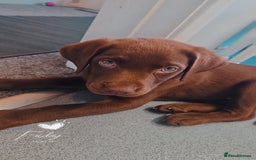 Labrador Retriever dogs for sale: Choc/silver labrador retriever pup F - Image 8