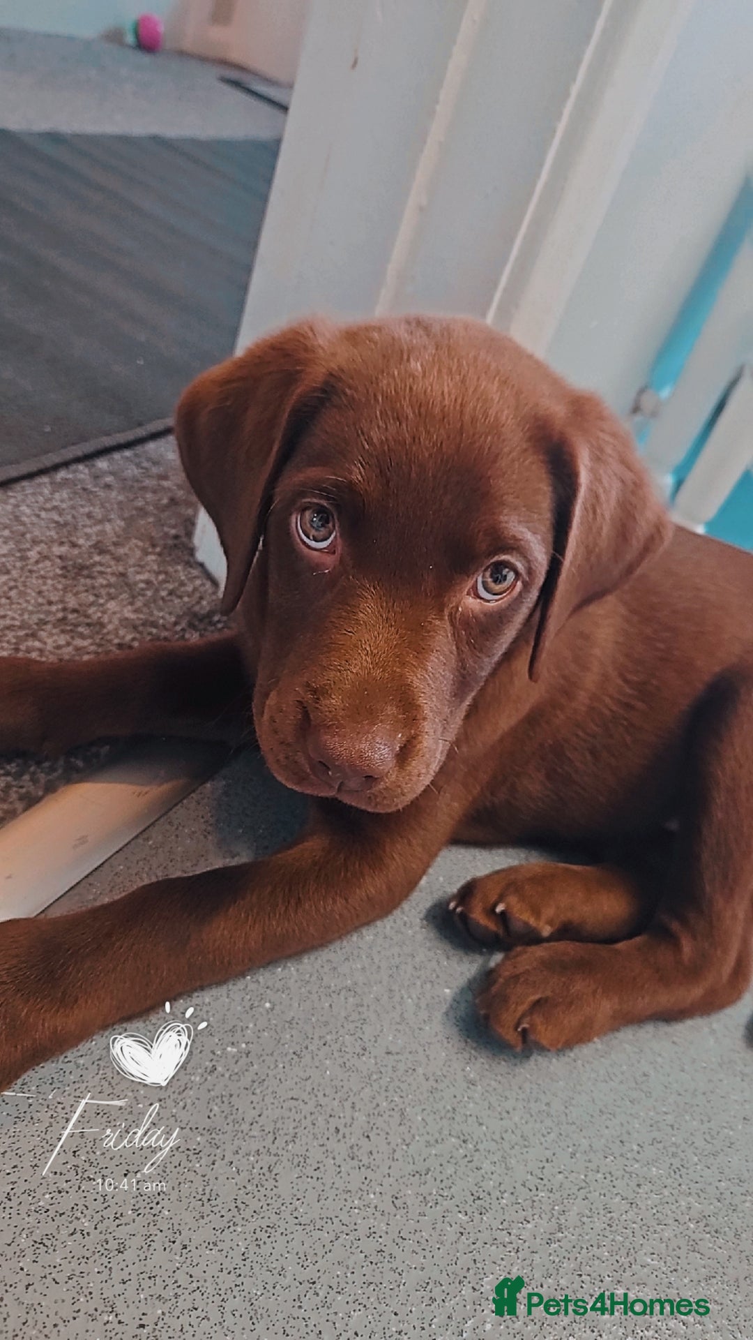 Labrador Retriever dogs for sale: Choc/silver labrador retriever pup F - Image 8