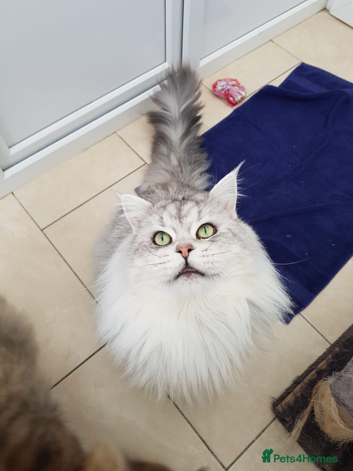 Maine Coon cats MAINE COON STUD AVAILABLE PROVEN SILVER TABBY BOY  - Advert 3