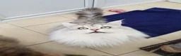 Maine Coon cats for stud: MAINE COON STUD AVAILABLE PROVEN SILVER TABBY BOY  - Advert 1