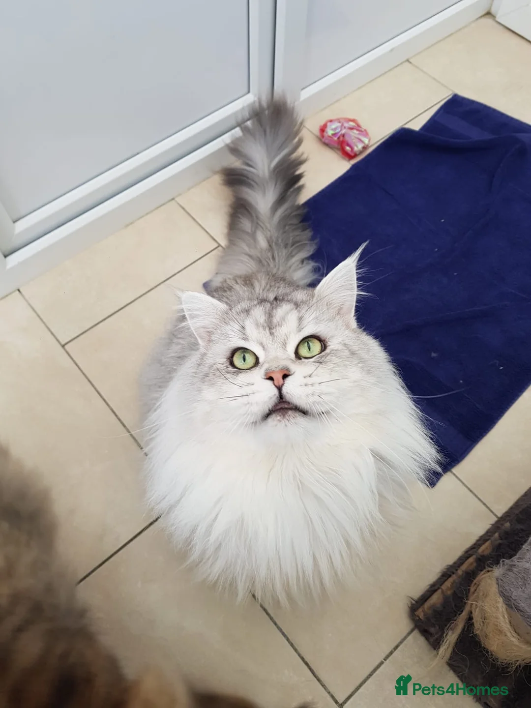Maine Coon cats for stud: MAINE COON STUD AVAILABLE PROVEN SILVER TABBY BOY  - Advert 1
