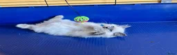 Ragdoll cats for sale: GCCF Ragdoll 🏆Champion Bloodline🌟5-Gen Pedigrees - Advert 15