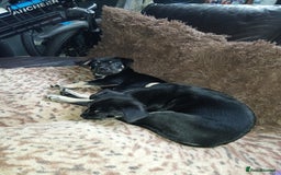 Mixed Breed dogs for sale: Pomchi x frenchie  - Image 4