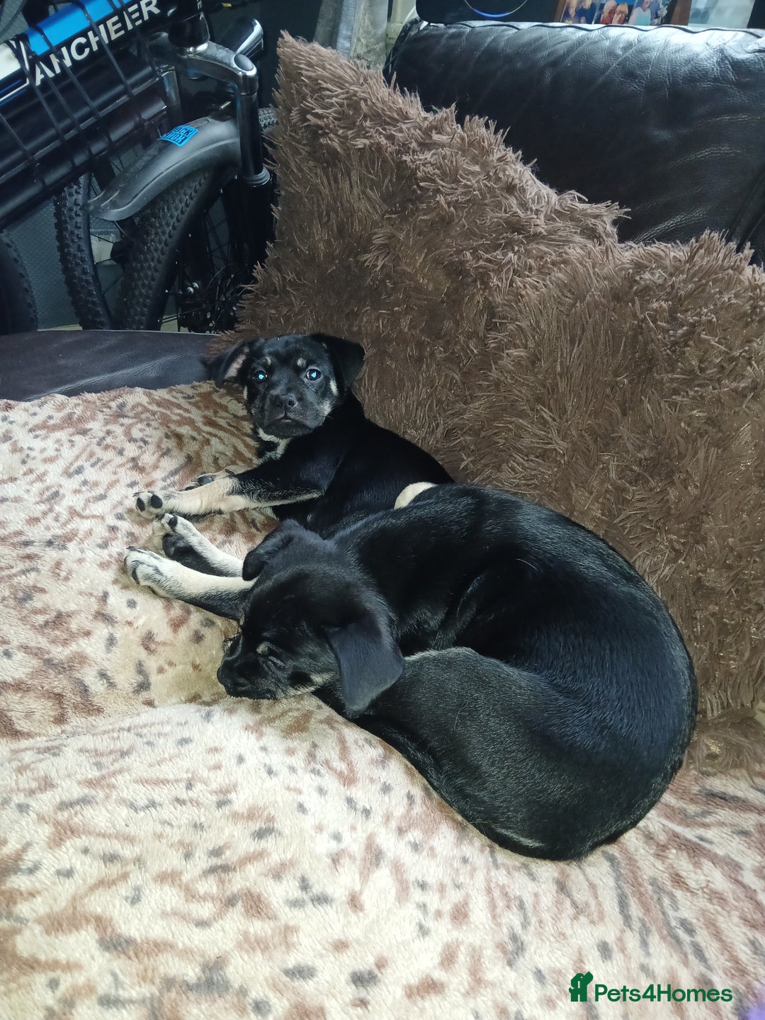 Mixed Breed dogs for sale: Pomchi x frenchie  - Image 4