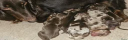 Miniature Dachshund dogs for stud: Chocolate & Tan Dapple Long Haired Mini Dachshund - Advert 10