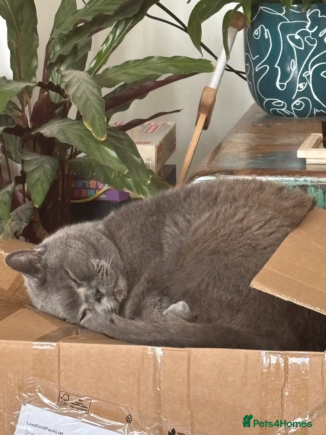 British Shorthair cats for sale: Leon  in Chester - Advert 8