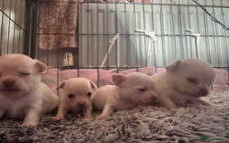 Chihuahua dogs for sale: Double chocolate platinum baby’s  - Image 27