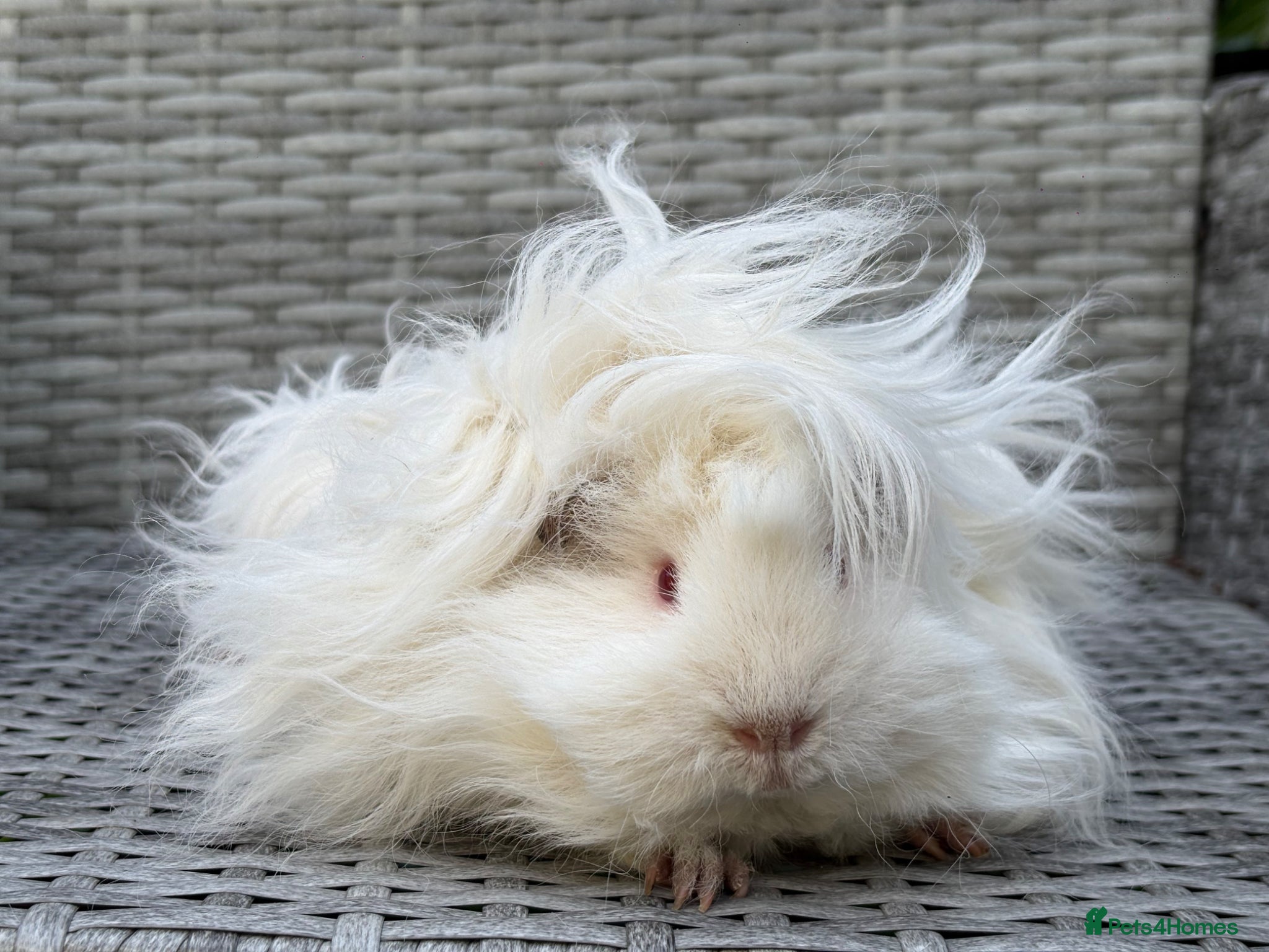 Guinea Pig rodents for sale: Purebred Lunkarya - Advert 7