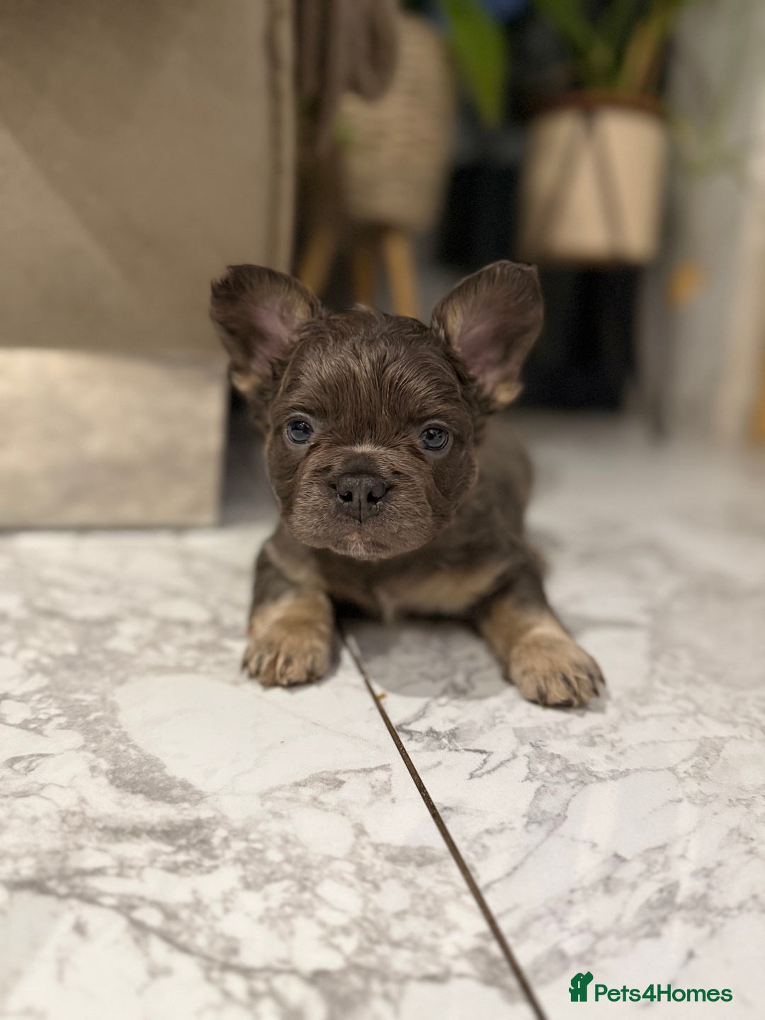 French Bulldog dogs for sale: 8weeks old Fluffy french bulldog puppies - Advert 9