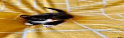 Mixed Breed cats for sale: Gorgeous black & white bold and brave girl (Toto) - Advert 4