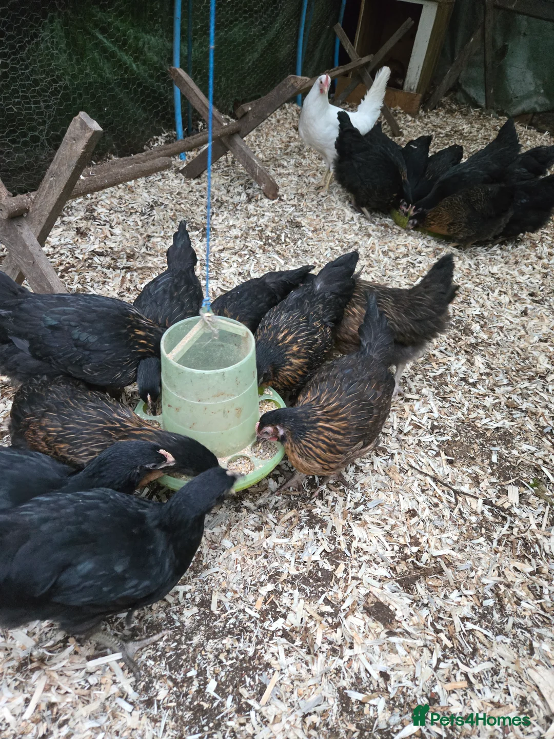 Chickens poultry for sale: Blackrocks chickens  - Advert 3