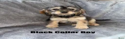 Cockapoo dogs for sale: F1 Cockapoo Puppies READY TO LEAVE - Advert 24