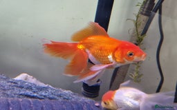 Fancy Goldfish fish for sale: Fancy Goldfish  - Image 4