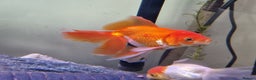 Fancy Goldfish fish for sale: Fancy Goldfish  - Advert 4