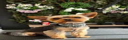 Yorkshire Terrier dogs for stud: Tiny Yorkshire Terrier for stud  - Advert 4