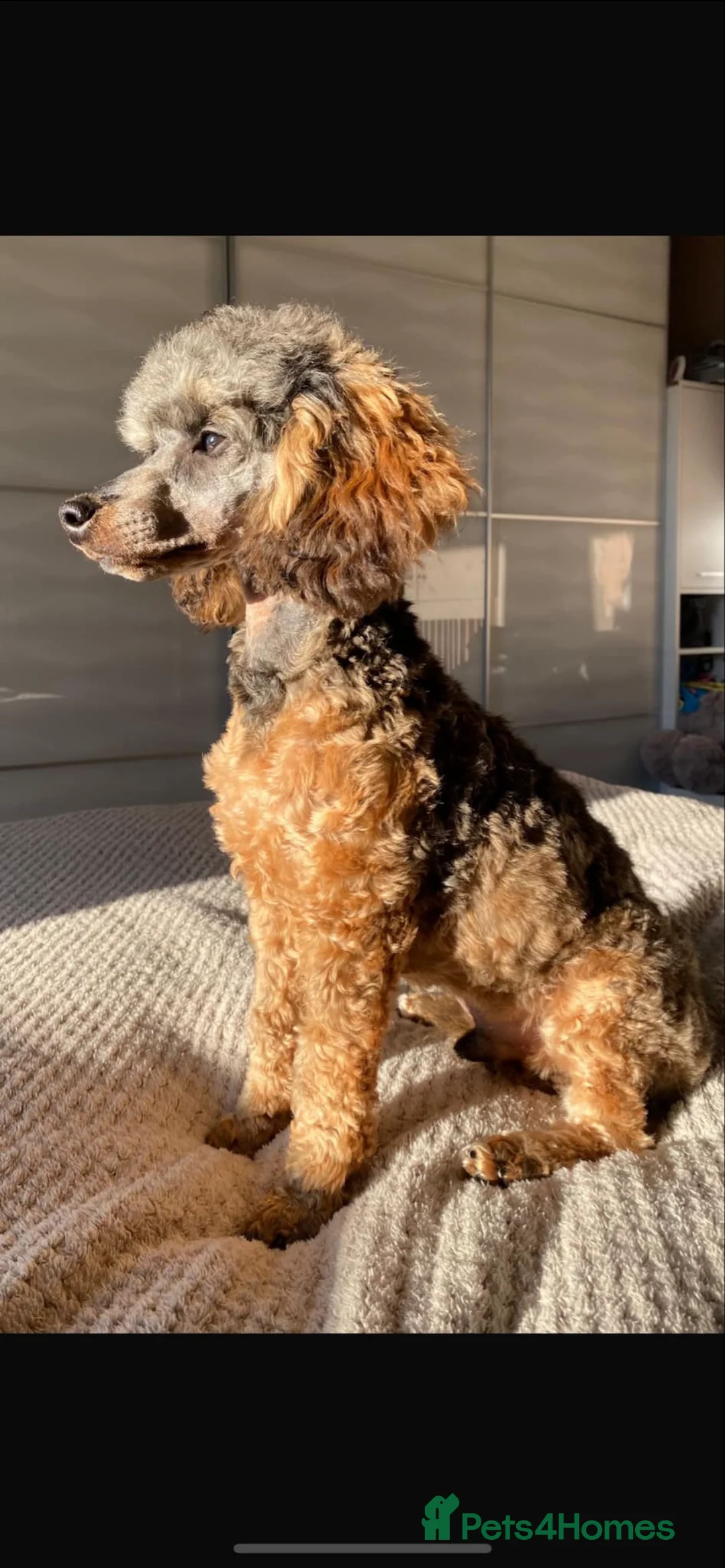 Toy Poodle dogs for stud: GRANDSON OF RICO! Health tested KC Toy Poodle Stud in Middlesbrough - Advert 9