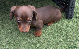 Miniature Dachshund dogs for sale: Miniature dachshunds - Image 8