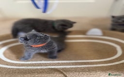 British Shorthair cats for sale: British Shorthair Blue Kittens - Image 3