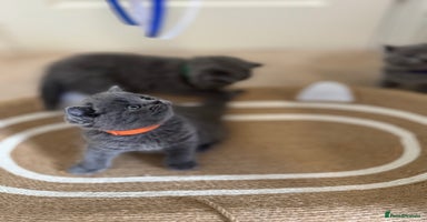 British Shorthair cats - Advert 13