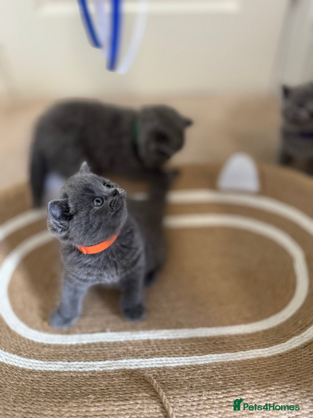 British Shorthair cats for sale: British Shorthair Blue Kittens - Image 3
