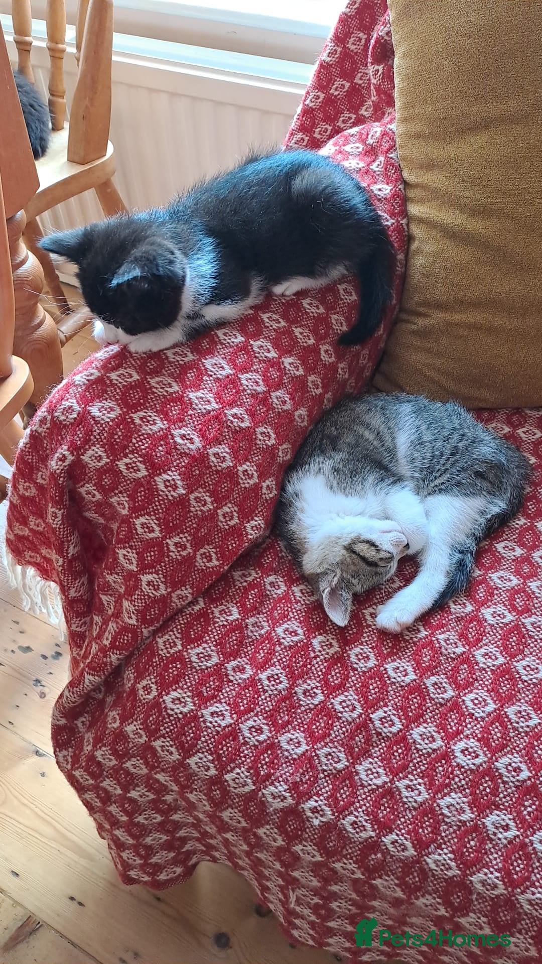 Mixed Breed cats for sale: Two kittens looking for loving home/homes  - Advert 2